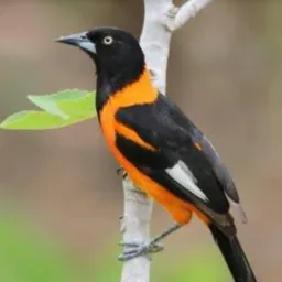 💪N.IGUAÇU KM32 ROLO AVES🦜