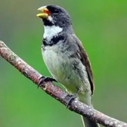 Venda e troca de passarinho. Vitória pé