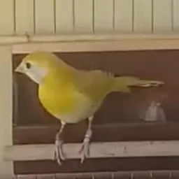 Grupo de canário Itajaí e região🦅🦅