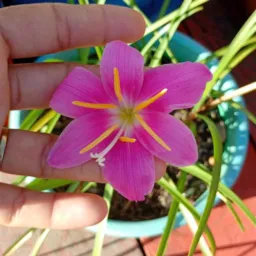 Grupo vendas de planta🪷