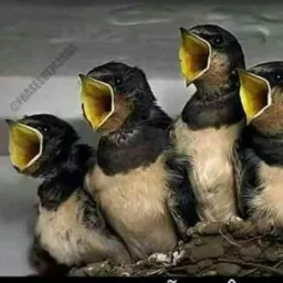 PÁSSAROS ES 🐧🐦🐤🦉