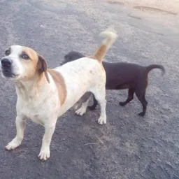 Grupo para denunciar e ajudar esses pequenos...