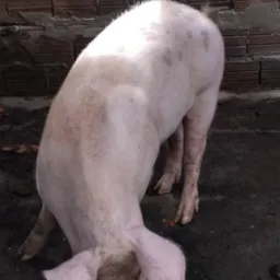 Rifa de uma cabra