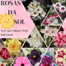 Rosas da Sol 🌺🌷🌵🪴