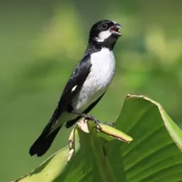 Criadores de Palmeira🦜🕊️🪶