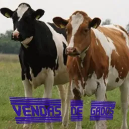 Vendas de Gados🐎🐄🐖🐓
