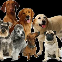 Vendas e Doações de animais doméstico