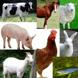 CATiRA em geral Belo Horizonte e regioes proximas🐓🐮🐰🐹🐶a🐣🐴3