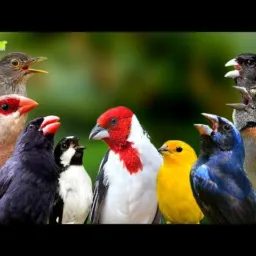Criadores de jampa