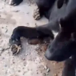 ATROPELADO E NO MEIO DO MATO