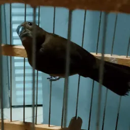 Os Curioseiros de Canaã/PA🦅