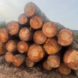Vendas de ativos e fazenda