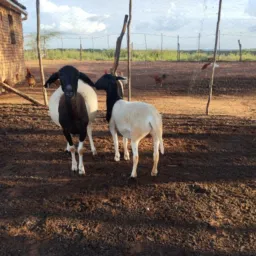 2°G. RIFA-SE 🐎🐄🐑💥💥💥