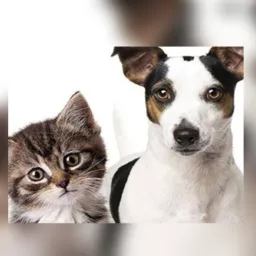 Doação e adoção de cães e gatos Sorriso MT 🐶 pets perdidos e achados