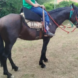 Rifa egua + $$ 500 segundo prêmio!!