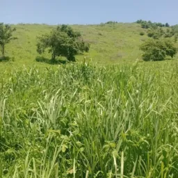 SO FAZENDAS , TODO TERRITORIO BRASILEIRO ( POR FAVOR POSTE SOMENTE VENDAS DE FAZENDAS E ARRENDAMENTO