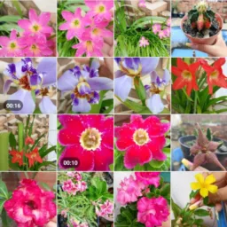 Vale flores plantas de Mamanquape🪴🌵🪷🌹🌷