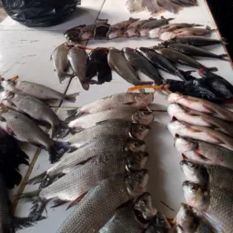 MERCADO DO PEIXE TBT-AM