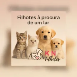 GRUPO VIP K N filhotes