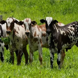 BICHOS E AGRONEGÓCIO