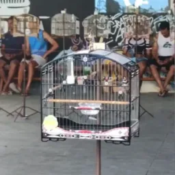 Brincadeira Entre Amigos
