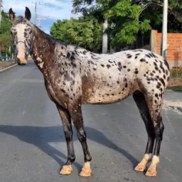 SP Capital Rolo e venda de Equinos🐴🪱🦉🦆🪿🐥🐵🐔🐮🐷🐢