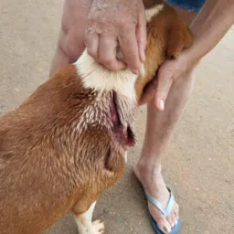 Esfaqueada no riacho fundo 2