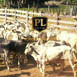 GRUPO DE SERVIÇO GERAIS E FAZENDAS NA REGIÃO 🙌👏