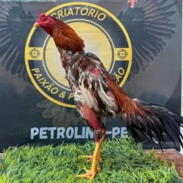 Grupo exclusivo de  venda. de aves pato e galinha 🪿🐓