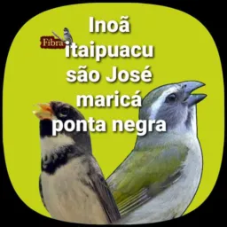Passarinheiro de toda MARICÁ SOMENTE!