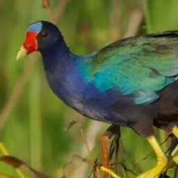 Baixada Maranhenses