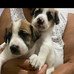 Doações de animais