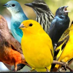 Trocas vendas de aves dos amigos do conjunto Cesarão