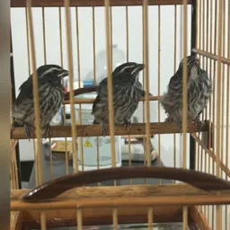Rifa Criatório GSB. 1 filhote de trinca ferro macho velocidade e fibra com genotipagem,  2 anilhas