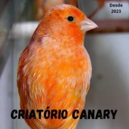 Criatório Canary ( canários e gaiolas )