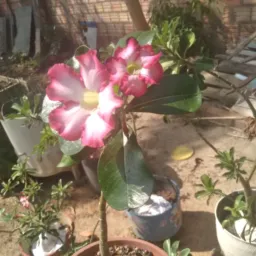 Plantinhas variadas 💐🌹🌷🪻🪷🌺🌸🌼🌻