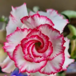 Rosa do Deserto Anápolis