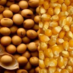 Silos para / Arroz/Soja/Milho
