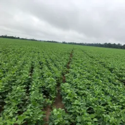 Grupo Rural Compras e Vendas de Fazendas RODRIGUES Estado do para