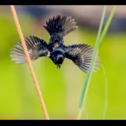 Apaixonados por aves rolo ou vendas 🕊️