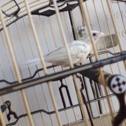 ❌RIFA DE UM FÊMEA OPALINA MESTIÇA 37/5 PANTANEIRA 1 ANO 3 MESES DE VIDA UM LUXO ❌