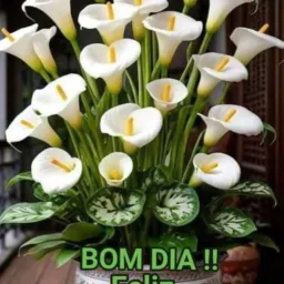 Brecho da terezinha