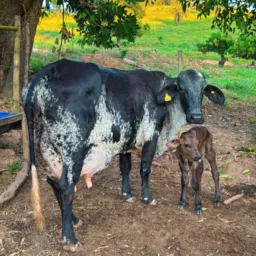 A.C.D.M,K.VENDA E COMPRAS DE VACAS LEITEIRAS