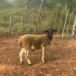 Rifa corre hoje as 20hrs