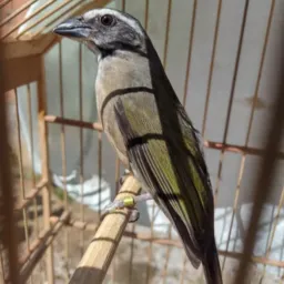 Bangu,Padre Miguel,Realengo & amigos 🦜