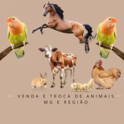 Venda/troca de animais MG🚩