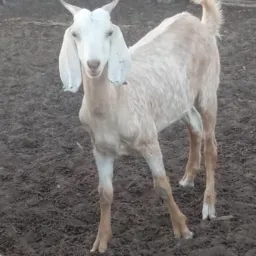 Rifa de um bode 🐐