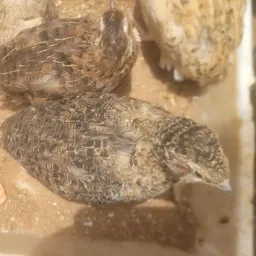 Criação de codornas e ovos galados granja Brandão
