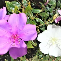 Vendas de plantas e adubo