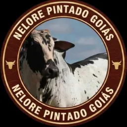 NELORE PINTADO GOIÁS